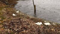 Possible avian flu concern after 11 dead swans discovered at Cork lake