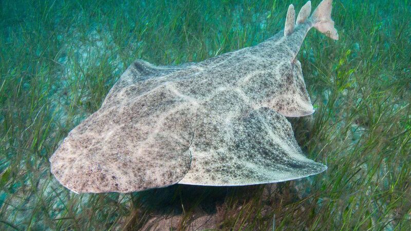 Cork to hear about race to save 400-million-year-old Angel Shark