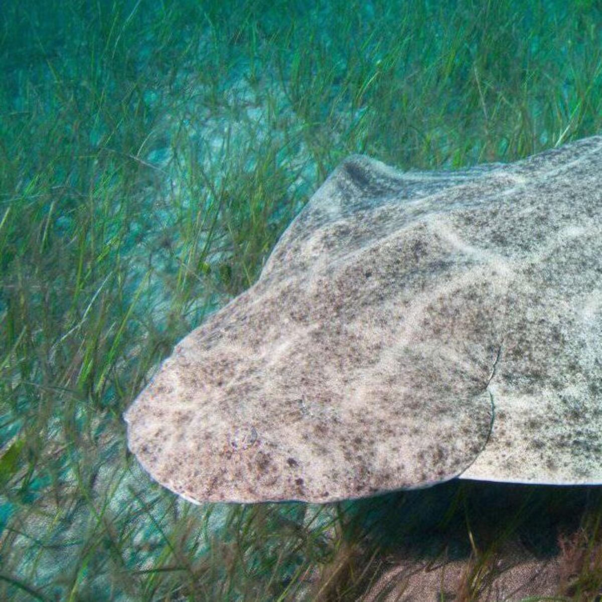 echolive.ie - Tom MacSweeney - Cork to hear about race to save 400-million-year-old Angel Shark