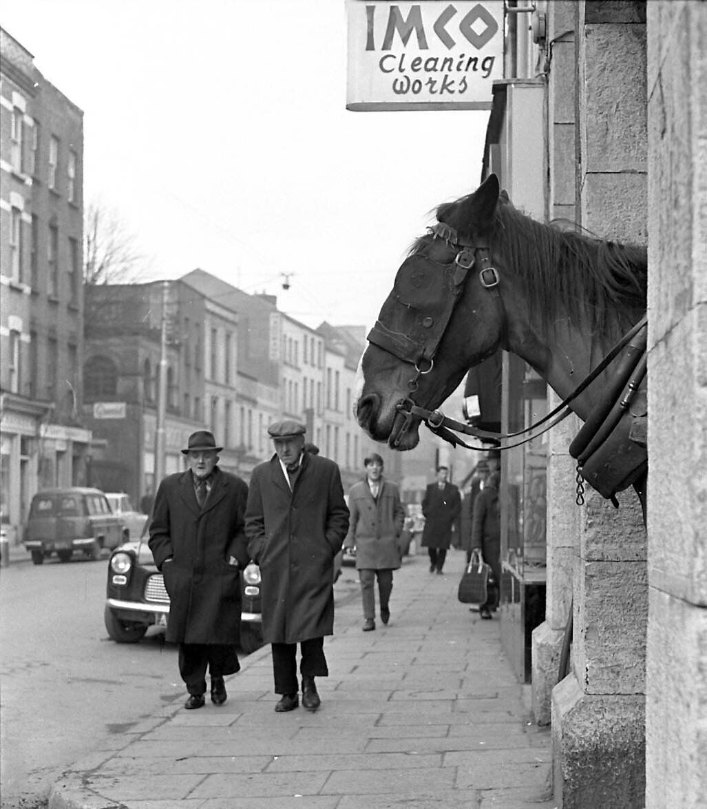 A horse pops its head into North Main Street, Cork, in January, 1965. A list of traders on the street from 1875 shows the variety of local retailers there