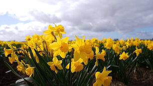 Daffodils in flower