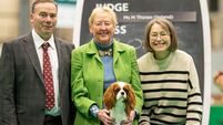 Cork dog Maple gives judges at prestigious Crufts dog show paws for thought 