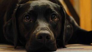 <p>The black Labrador-type dog had a broken front leg which had been fractured for several days without any veterinary attention. File image.</p> <p>The black Labrador-type dog had a broken front leg which had been fractured for several days without any veterinary attention. File image.</p>