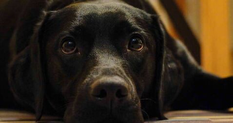 Judge replaces five-year dog ban with lifetime ban after Cork court hears animal had broken leg for days