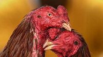Man arrested over cock fighting event in Monaghan