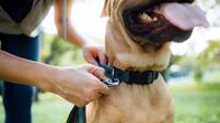 Close up of a female pet owner putting a harness on her pet dog, buckles the strap outdoor in park, getting ready for a walk