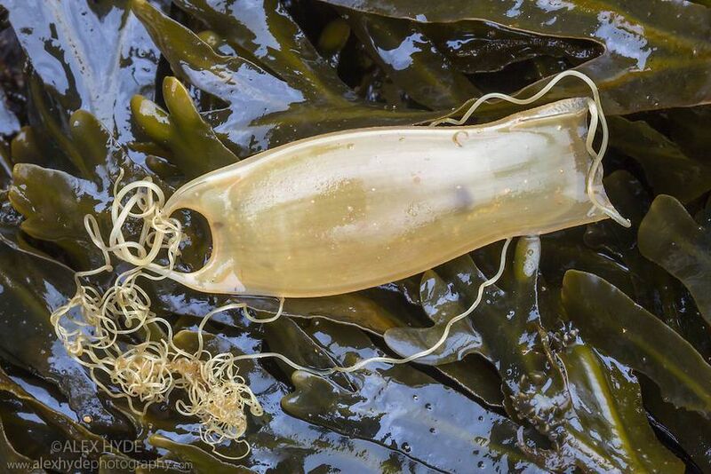 Small Spotted Catfish Egg Case. Photo Courtesy of Marine Dimensions