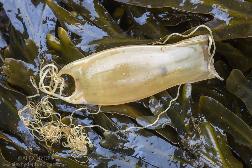 Small Spotted Catfish Egg Case. Photo Courtesy of Marine Dimensions Small Spotted Catfish Egg Case. Photo Courtesy of Marine Dimensions