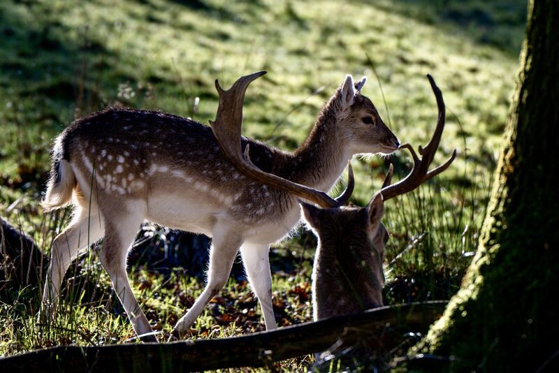 A doe watches over her fawn in Farran Woods. Picture: Chani Anderson