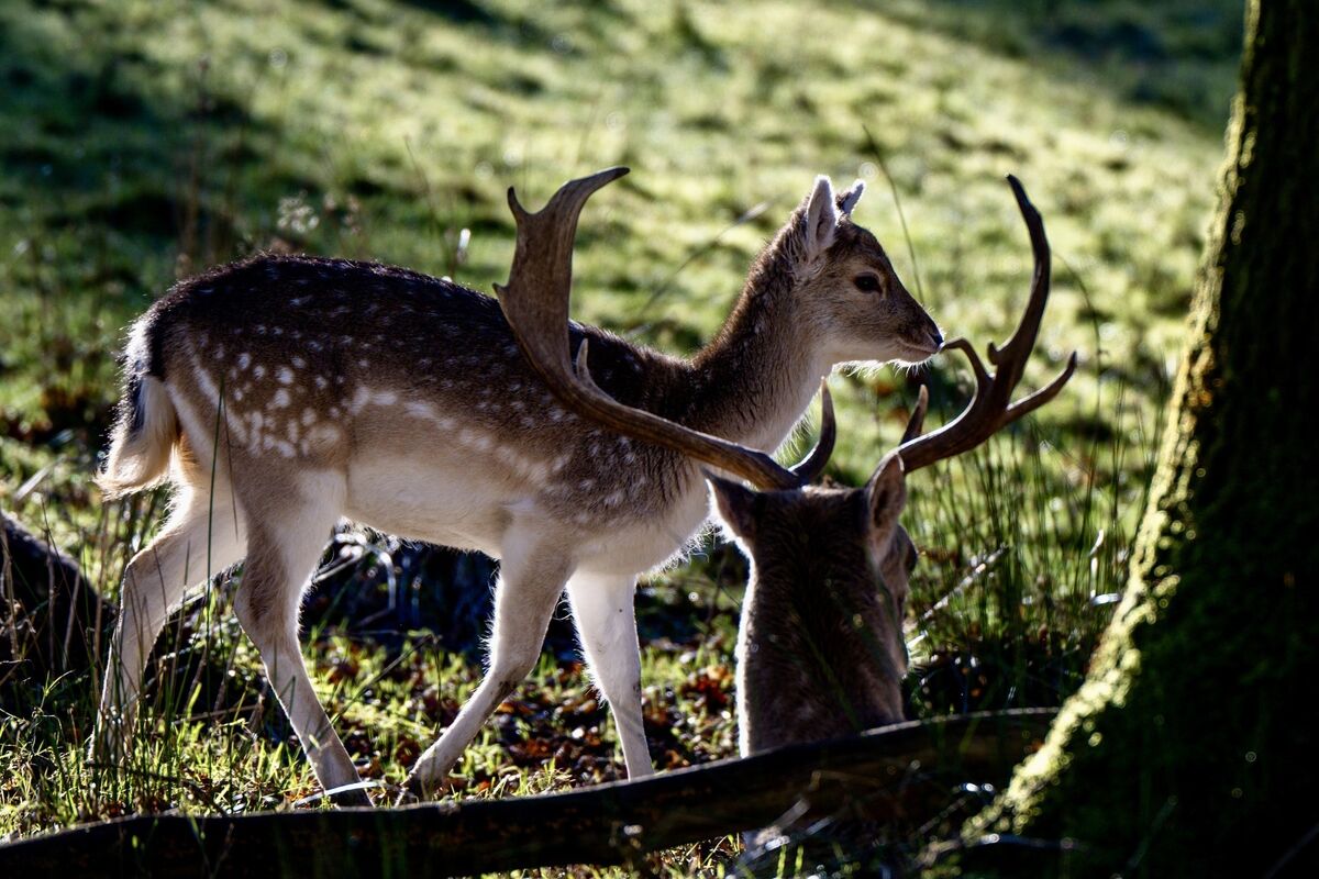 A doe watches over her fawn in Farran Woods. Picture: Chani Anderson A doe watches over her fawn in Farran Woods. Picture: Chani Anderson