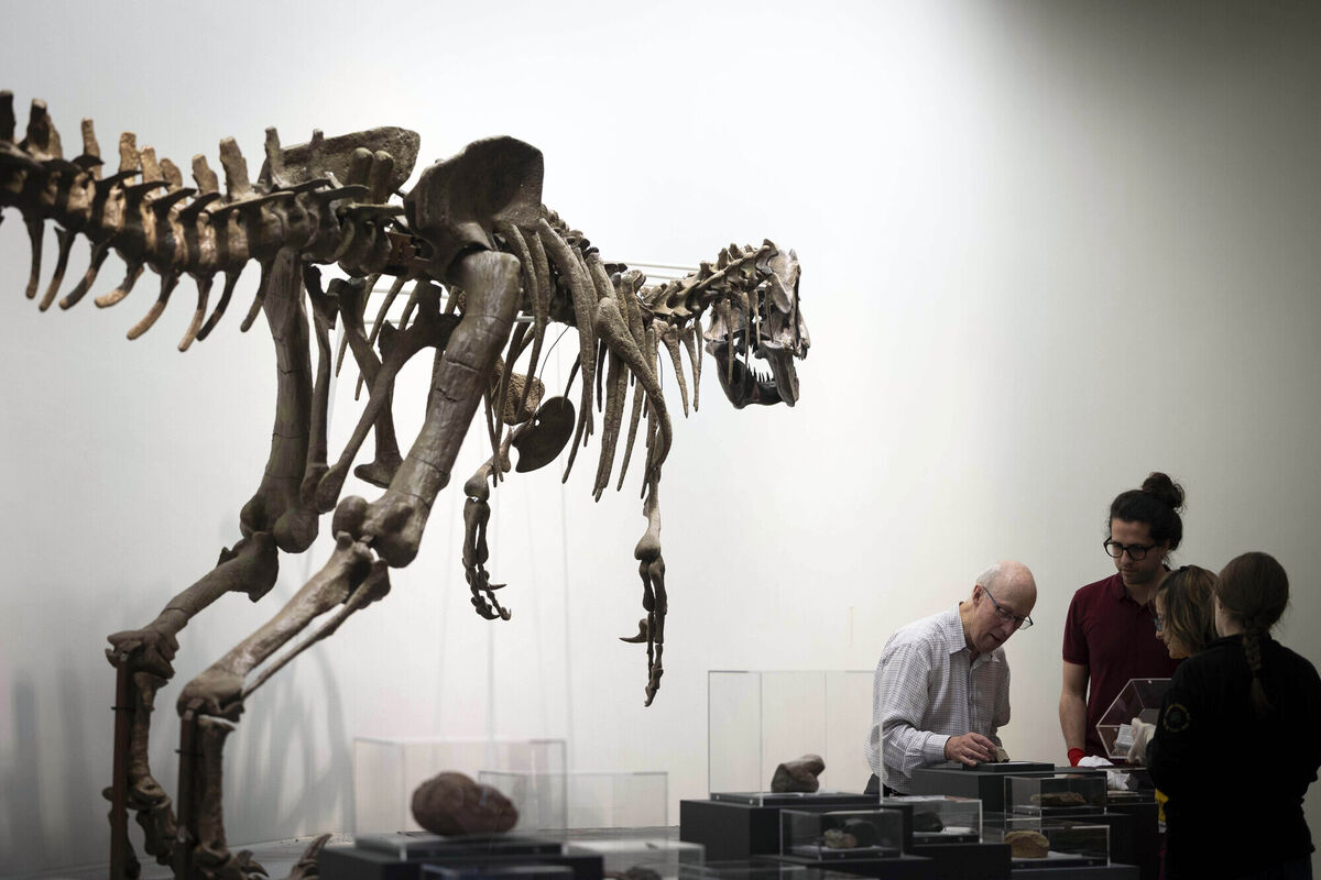 The Domain of the Dinosaurs exhibition at the Glucksman Gallery in University College Cork continues until April 12. Picture: Clare Keogh The Domain of the Dinosaurs exhibition at the Glucksman Gallery in University College Cork continues until April 12. Picture: Clare Keogh