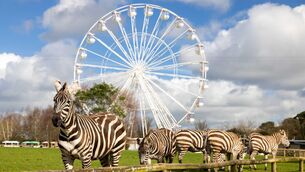 <p>Zebras pictured near the Panoramic wheel at Fota Wildlife Park. Picture: Michael O'Sullivan / OSM PHOTO</p>