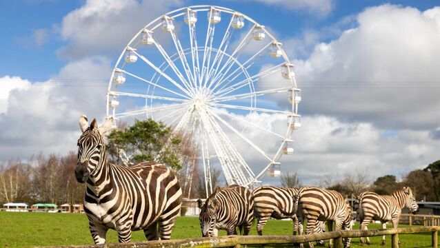 <p>Zebras pictured near the Panoramic wheel at Fota Wildlife Park. Picture: Michael O'Sullivan / OSM PHOTO</p>