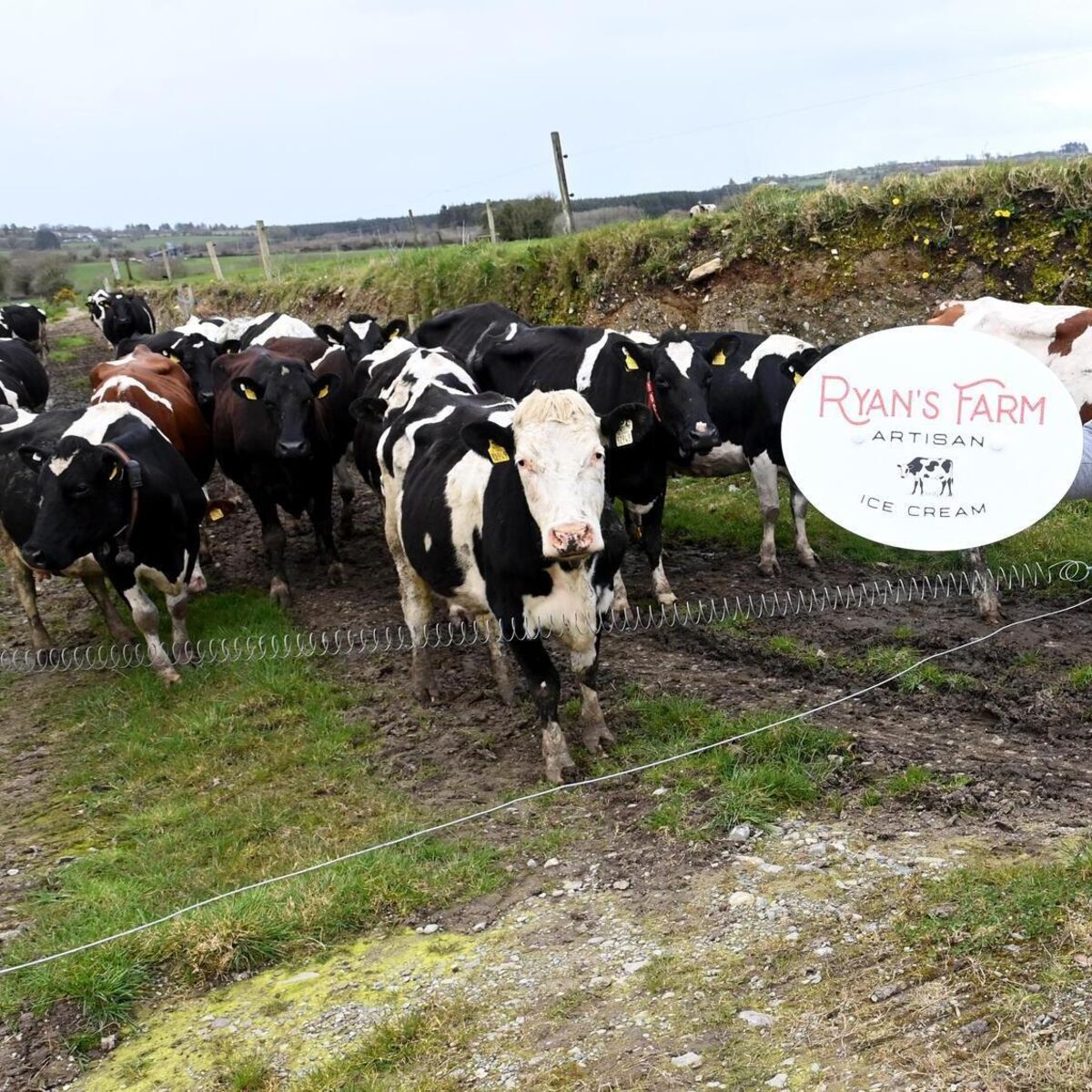 echolive.ie - 'We spotted a gap in the market..and went for it': Cork siblings making ice-cream on their home farm