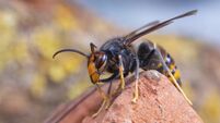 Asian hornet from Catalonia - portrait