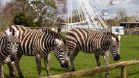 Cork's wildlife park recruiting staff for the summer