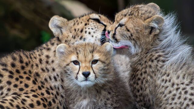 <p>Mother Florence with her cubs Nuru and Nia in Fota. Picture: Sinéad Donnachie, Fota Wildlife Park.</p>
