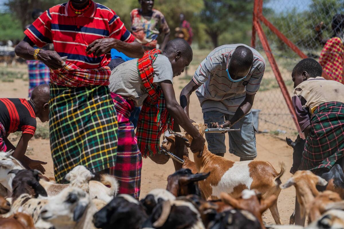 Goat vaccination clinic in Naoros. Photo:Eugene Ikua/Concern Worldwide