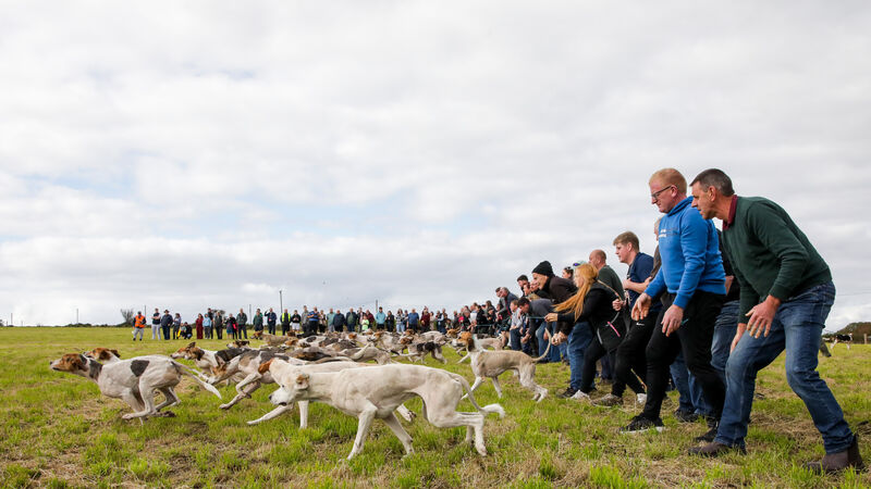 High Miss shines again at Michael O'Mahony Memorial Senior Draghunt