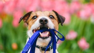 <p>More than €6m was allocated to 94 animal welfare charities nationwide in 2025, with grants ranging from €4,000 to more than €2.6m. Stock image.</p> <p>More than €6m was allocated to 94 animal welfare charities nationwide in 2025, with grants ranging from €4,000 to more than €2.6m. Stock image.</p>