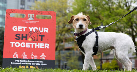 Dog owners being urged to pick up the poo in Cork