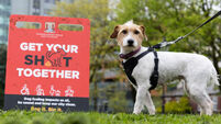 Dog owners being urged to pick up the poo in Cork