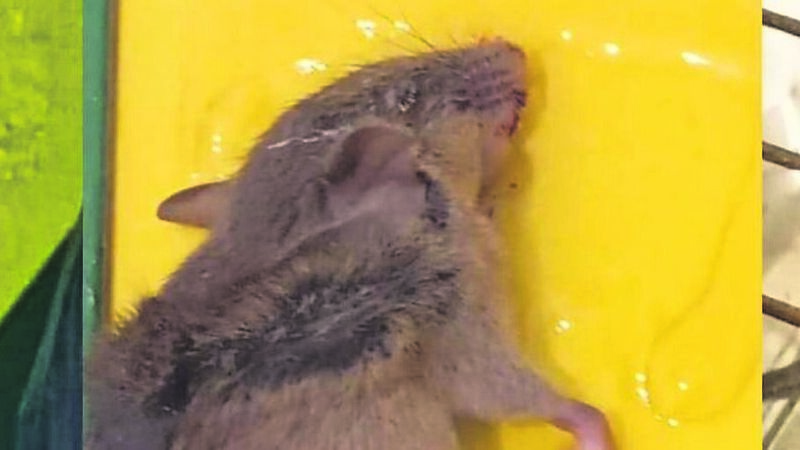 Cork council tenant says she woke to find rat droppings on her pillow