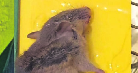 Cork council tenant says she woke to find rat droppings on her pillow