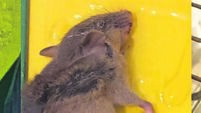 Cork council tenant says she woke to find rat droppings on her pillow