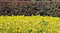 Hornbeam,berberis and golden privet hedges.