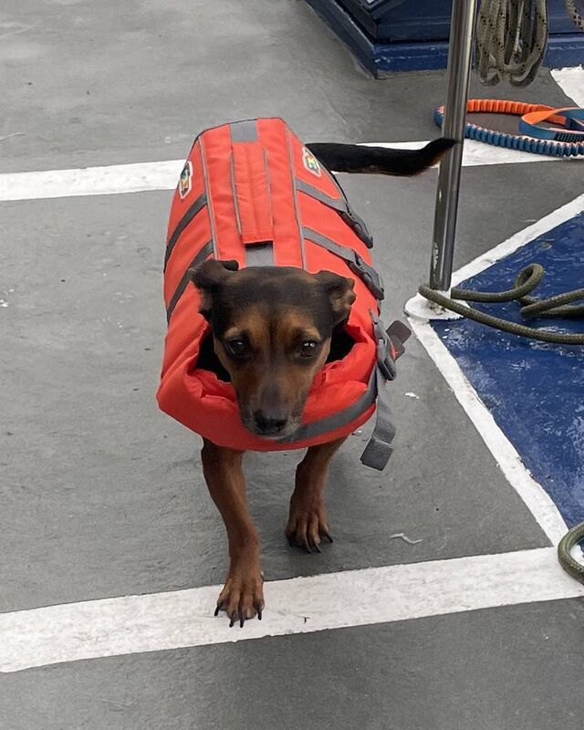 Pictured is the small dog which was among the passengers rescued from the yacht.