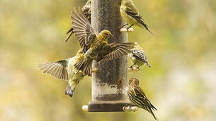 Gold Finch Perched and Flying Bird Feeder Yellow Background