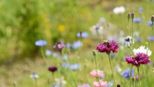 <p>In No Mow May, enjoy knowing you are cultivating a gourmet restaurant for bees in your back garden, says Kathriona Devereux</p>