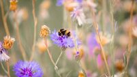 Close up of bee pollinating wildflowers in the meadow