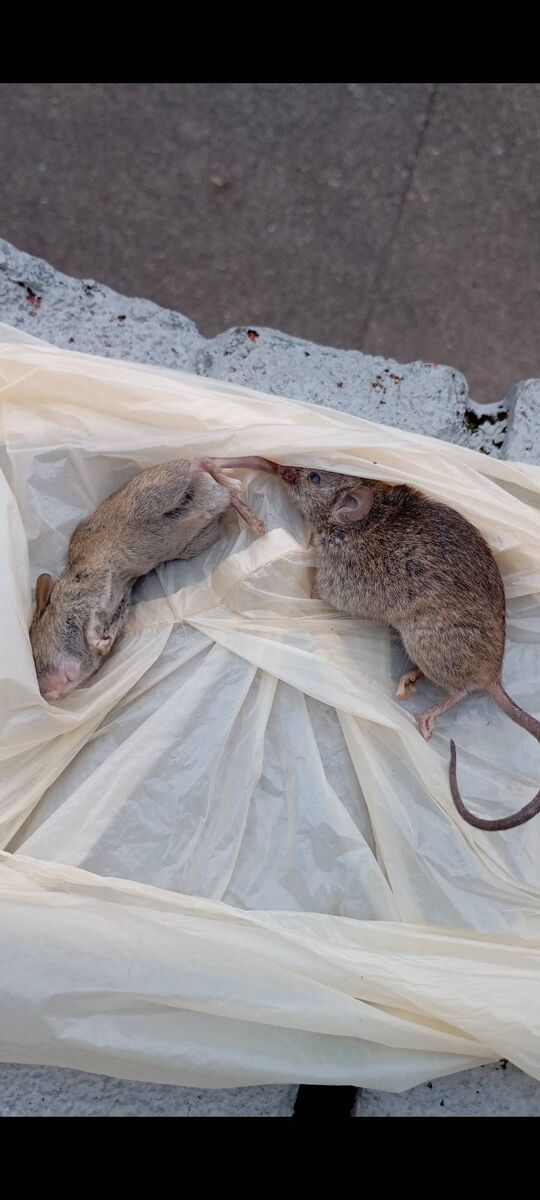 Two dead rats in a refuse sack in Ms Cassells’ home.