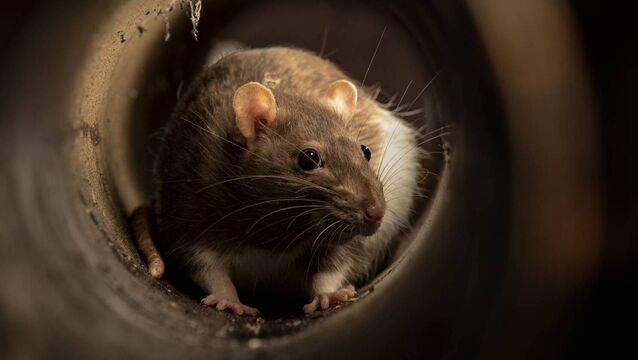 <p>Lily House café was forced to close after inspectors found rat droppings at the premises. File picture</p> <p>Lily House café was forced to close after inspectors found rat droppings at the premises. File picture</p>