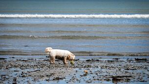 <p>A dog eyes up a tennis ball on Fountainstown beach which just lost its blue flag status. Picture: Chani Anderson.</p>
