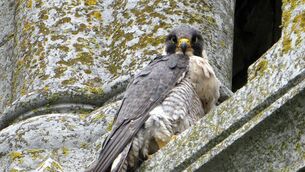 <p>A peregrine falcon at St Fin Barre’s Cathedral</p> <p>A peregrine falcon at St Fin Barre’s Cathedral</p>
