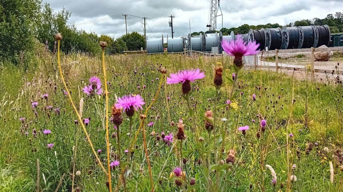 Greater Knapweed at the Ballyadam converter station in east Cork. EirGrid moved the threatened plants out of the working area to a permanent meadow section on the site. 