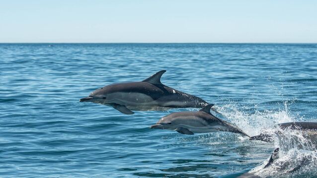 <p>EirGrid, protecting Ireland's biodiversity: Marine Mammal Mitigation Plans implemented by trained Marine Mammal Observers, who monitor protected species such as whales, dolphins and seals during survey activities. </p>