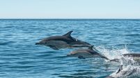  EirGrid, ensuring nature thrives in journey to cleaner energy future