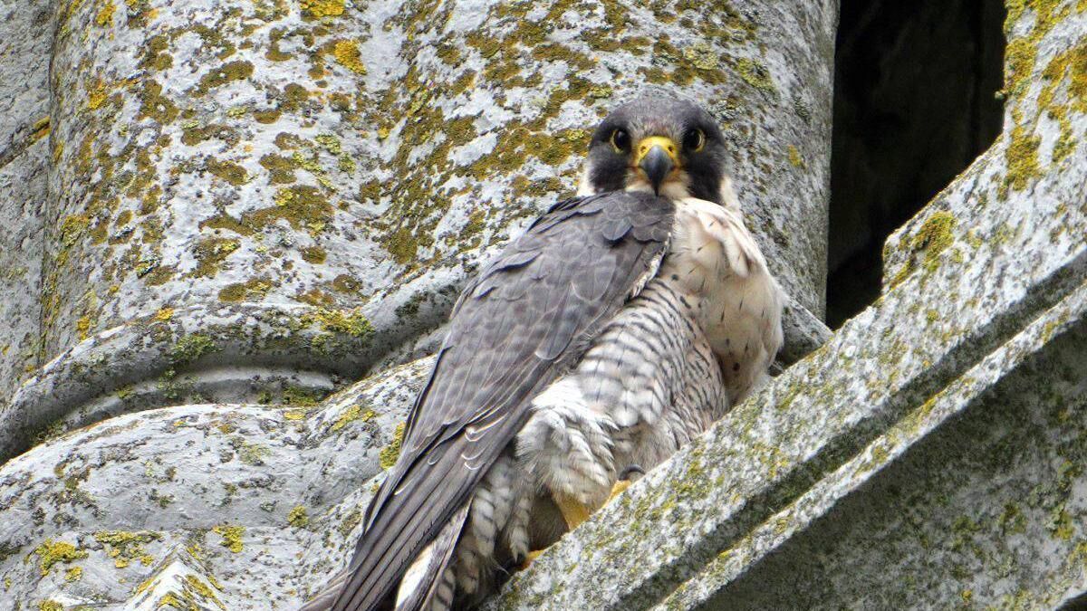 Fin Barre's cathdral breeding falcons to make their TV debut on Sunday