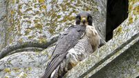 Fin Barre's cathedral breeding falcons to make their TV debut on Sunday