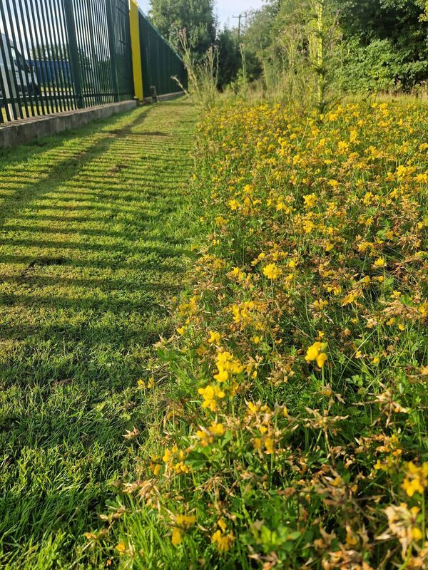 Wildflowers planted at Gas Networks Ireland’s AGI in Carrigtwohill, Co Cork. Wildflowers planted at Gas Networks Ireland’s AGI in Carrigtwohill, Co Cork.