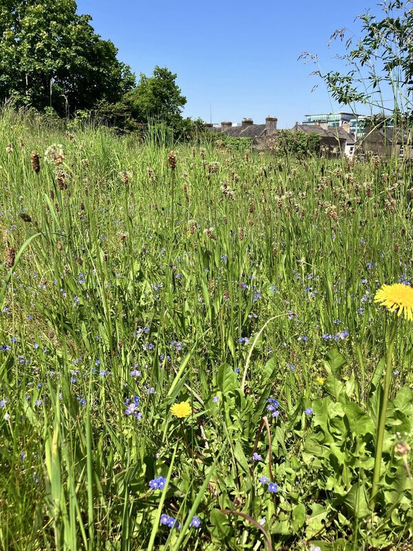 Wildflower meadow at Gas Networks Ireland’s headquarters. Wildflower meadow at Gas Networks Ireland’s headquarters.