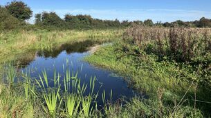 <p>Gas Networks Ireland engages in a range of initiatives to protect and promote biodiversity in all its projects, like this pond near Gas Networks Ireland’s AGI in Baldrumman, Co Dublin.</p>