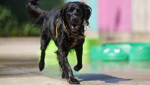'Twenty is Plenty': Dogs Trust warns owners to rethink walks as temperatures rise 'Twenty is Plenty': Dogs Trust warns owners to rethink walks as temperatures rise