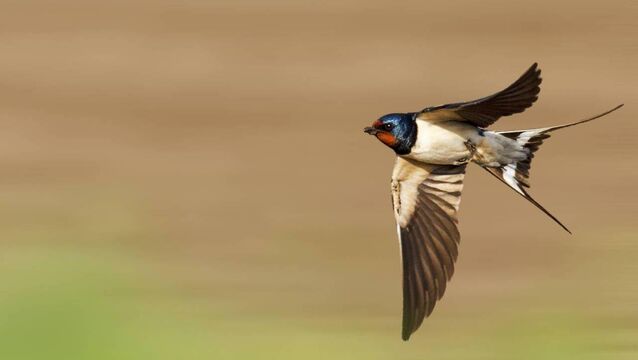 <p>Growing up at home, the coming and going of the swallows, all the way from Africa, was closely monitored and remarked upon, says Julie. </p>