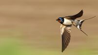 barn swallow flies fast