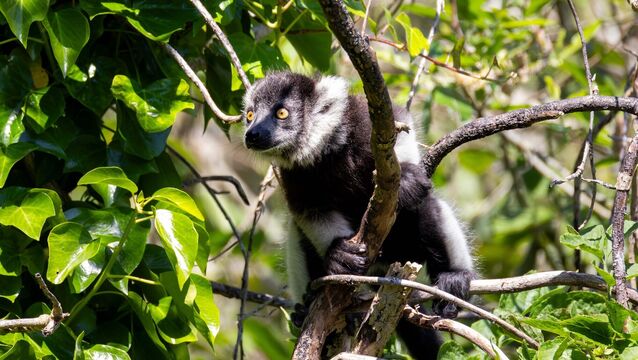 <p>Fota Wildlife Park announced the birth of two critically endangered black-and-white ruffed lemur babies, born on 21st of April to first-time mother Romy and father Iray, following a gestation period of 102 days. Picture: Michael O'Sullivan / OSM PHOTO</p>
